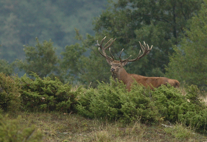 PASSIONE PER IL CERVO