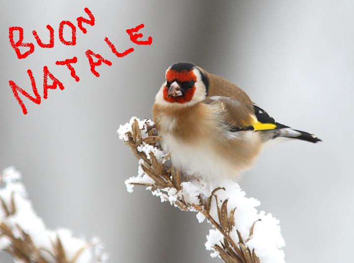 vari passeriformi e auguri