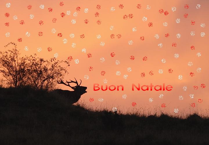 PASSIONE PER IL CERVO