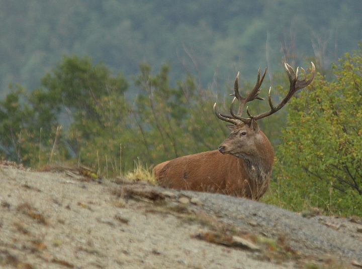 PASSIONE PER IL CERVO
