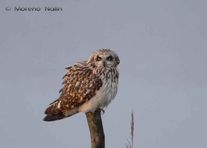 Asio flammeus