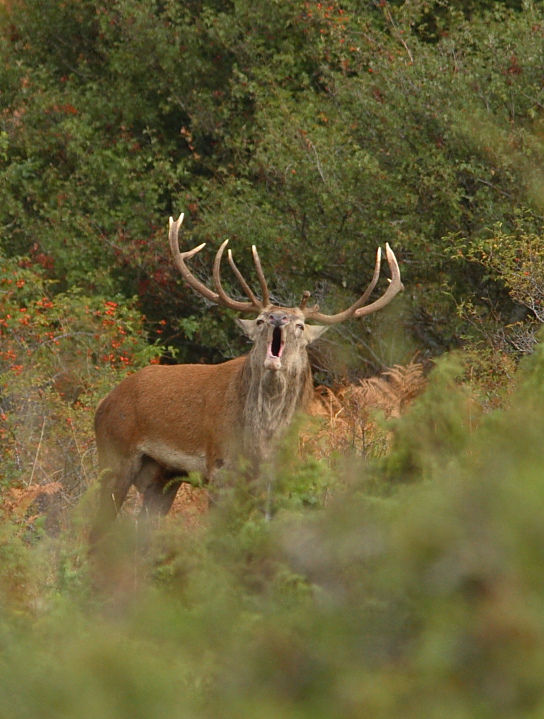 PASSIONE PER IL CERVO