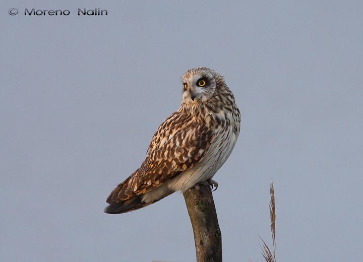 Asio flammeus