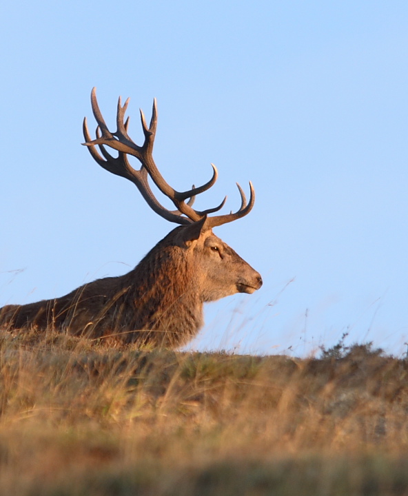 PASSIONE PER IL CERVO