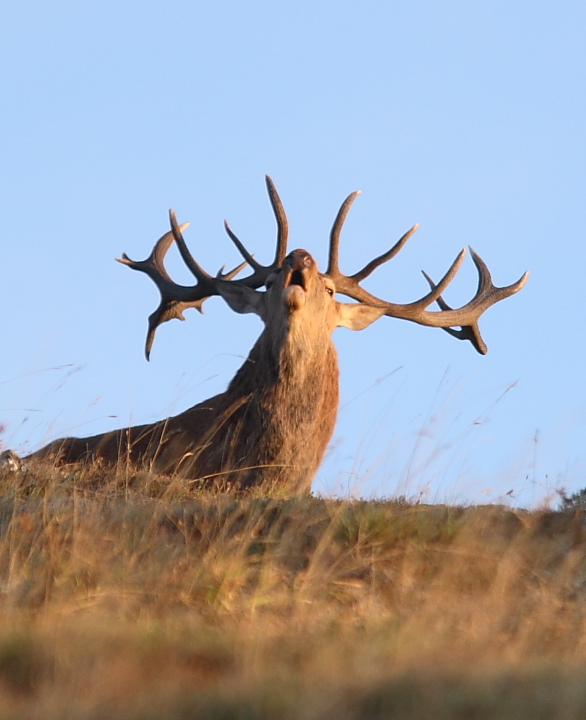 PASSIONE PER IL CERVO
