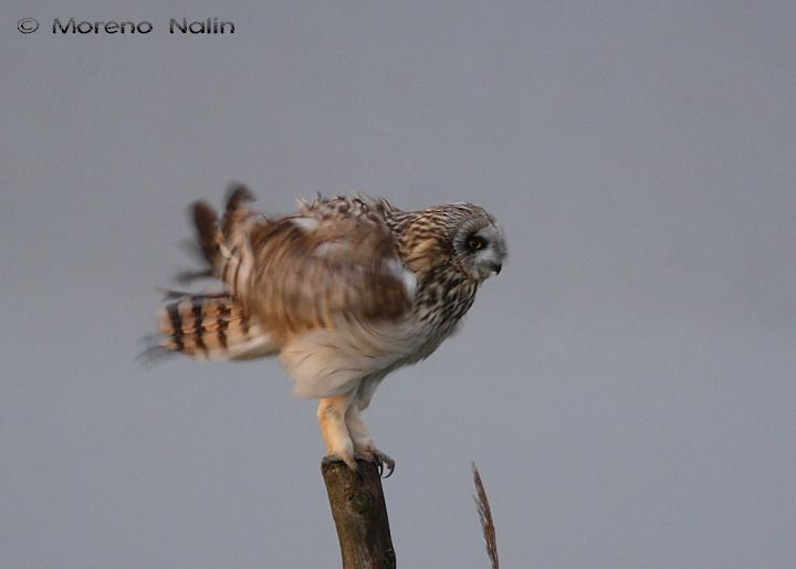 Asio flammeus