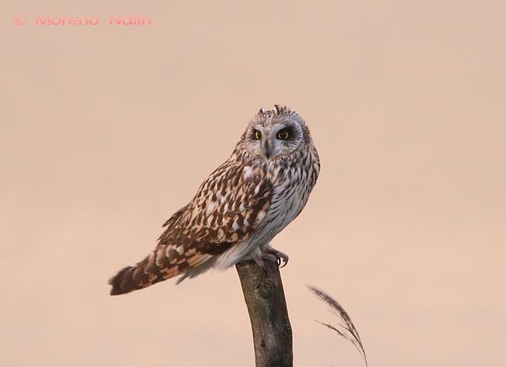 Asio flammeus