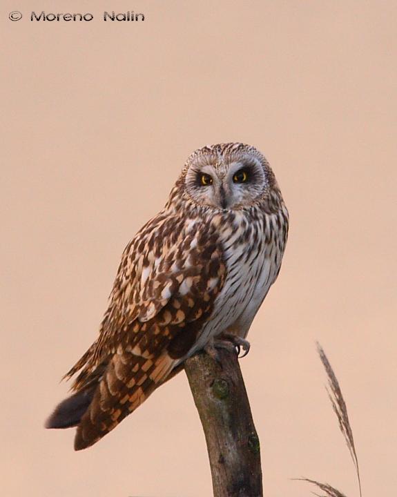 Asio flammeus