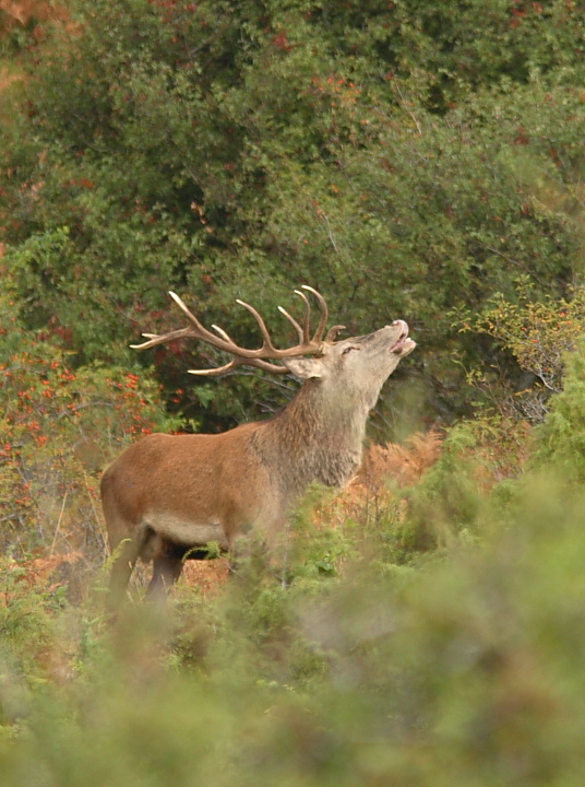 PASSIONE PER IL CERVO