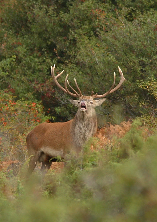 PASSIONE PER IL CERVO