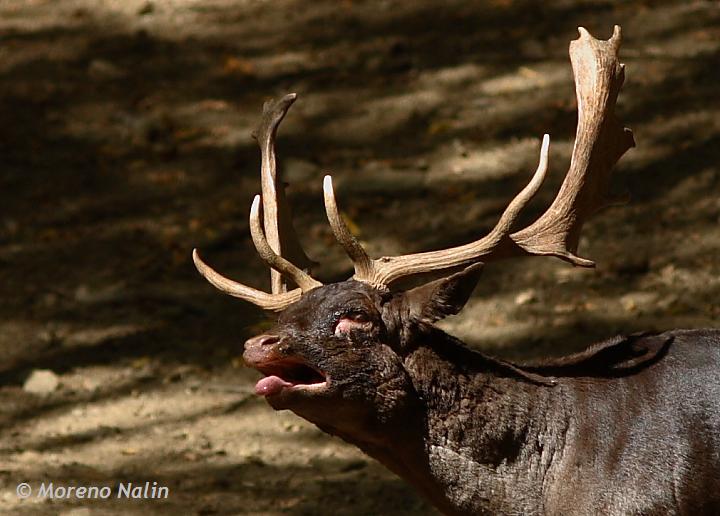 Daino: colorazione del mantello e altro...