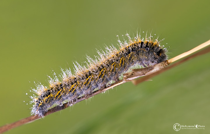 Bruco di Lasiocampidae