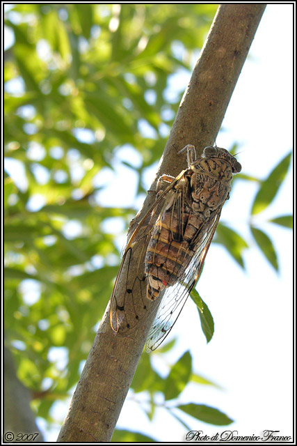 Cicada orni