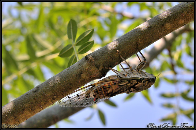 Cicada orni
