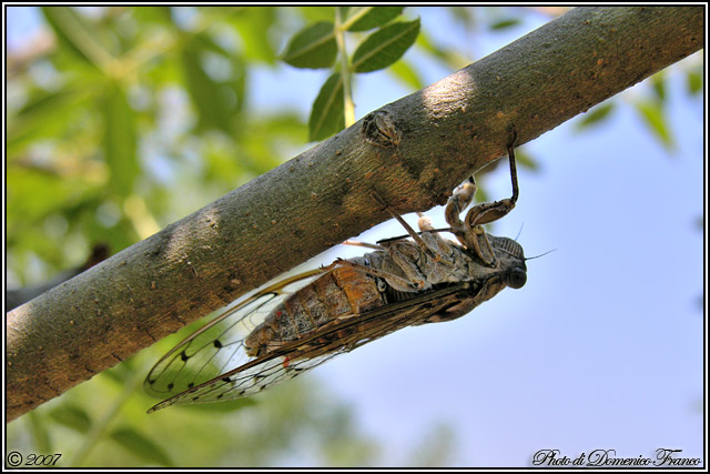 Cicada orni