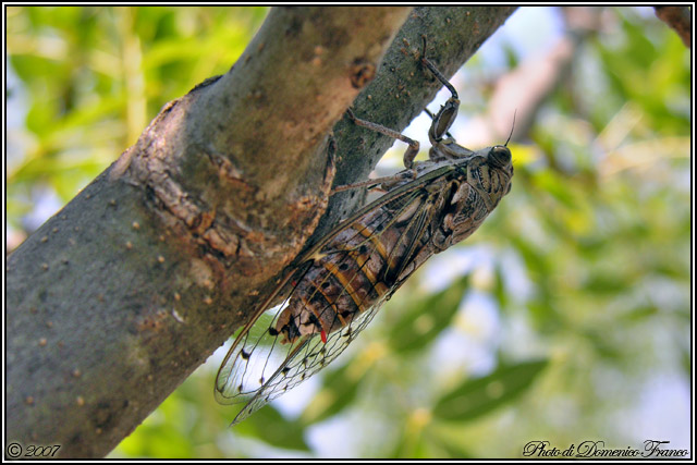 Cicada orni