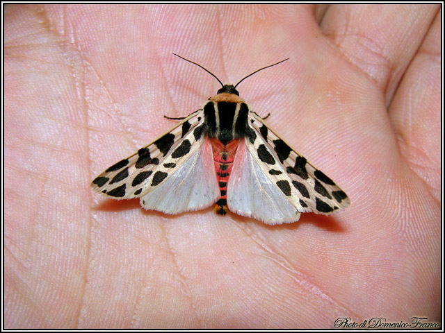 Lepidotteri notturni madoniti