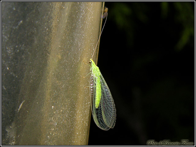 Lepidotteri notturni madoniti