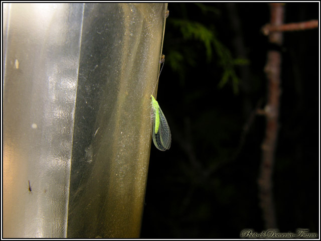 Lepidotteri notturni madoniti