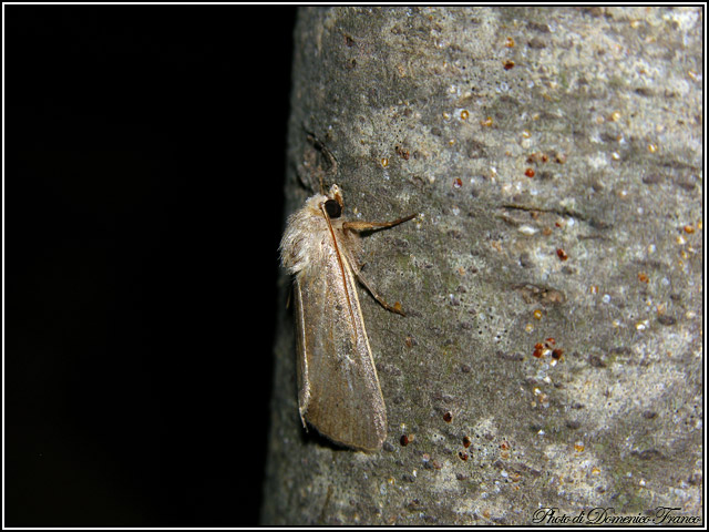 Lepidotteri notturni madoniti