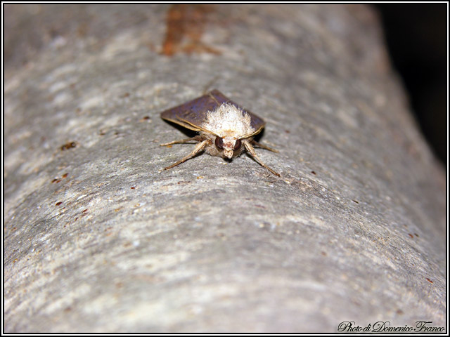 Lepidotteri notturni madoniti