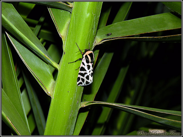 Lepidotteri notturni madoniti