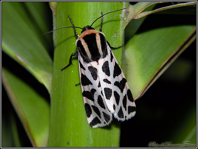 Lepidotteri notturni madoniti