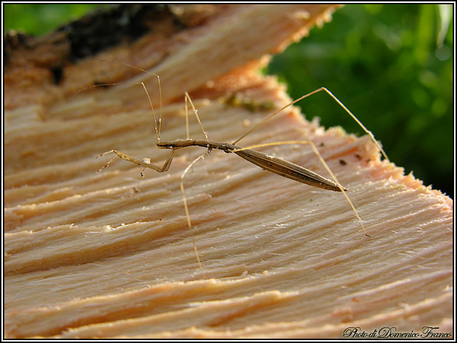 Schidium palinuri e altri Metapterini (Het., Reduviidae)