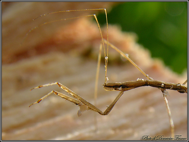 Schidium palinuri e altri Metapterini (Het., Reduviidae)