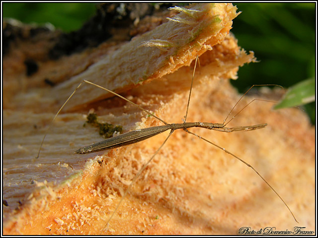 HETEROPTERA: CHIAVI DICOTOMICHE