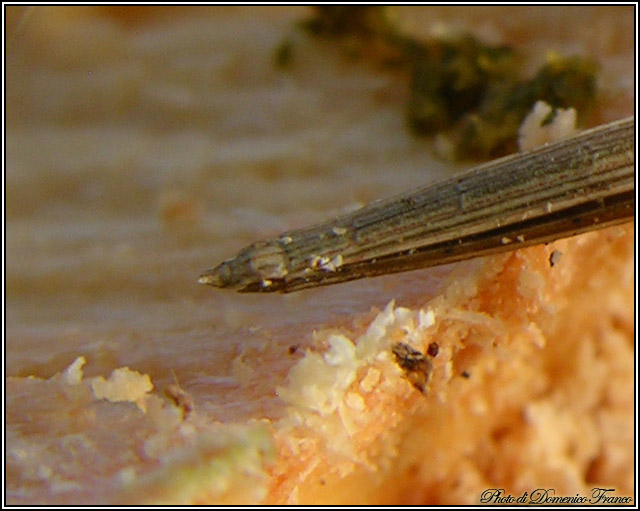 Schidium palinuri e altri Metapterini (Het., Reduviidae)