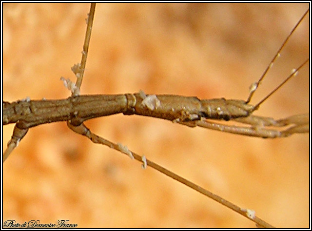 Schidium palinuri e altri Metapterini (Het., Reduviidae)