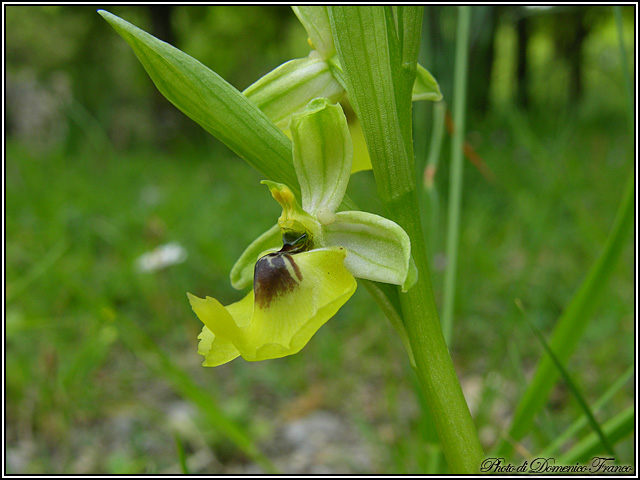 Ophrys lacaitae