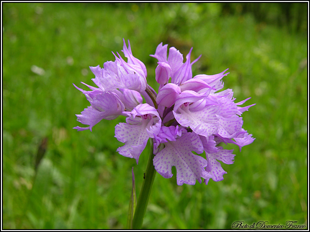 Neotinea tridentata