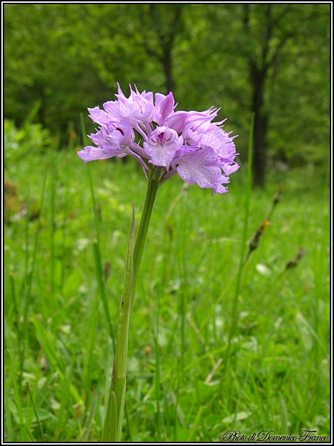 Neotinea tridentata