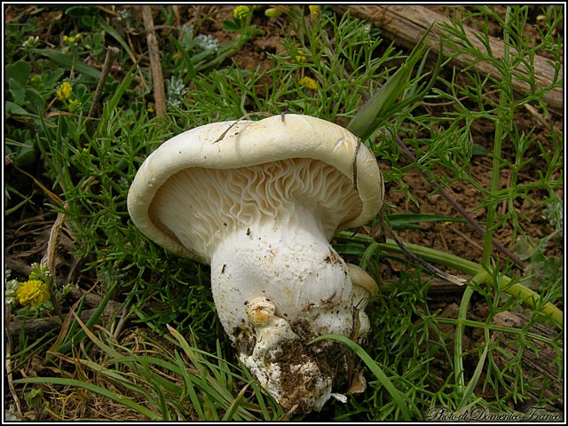 Pleurotus nebrodensis (fungo di basilisco)