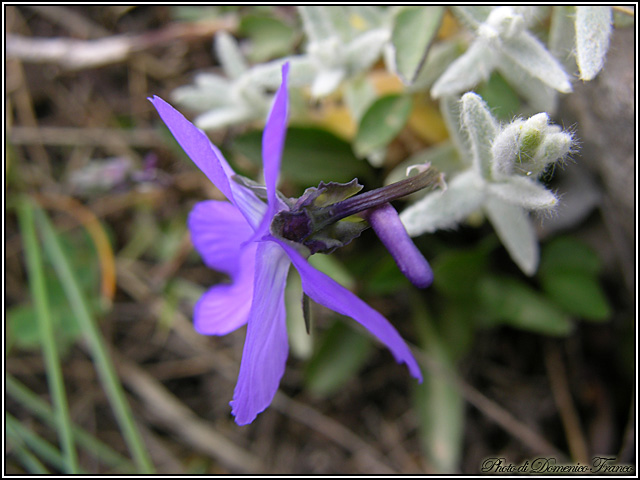 Viola nebrodensis C. Presl / Viola delle Madonie
