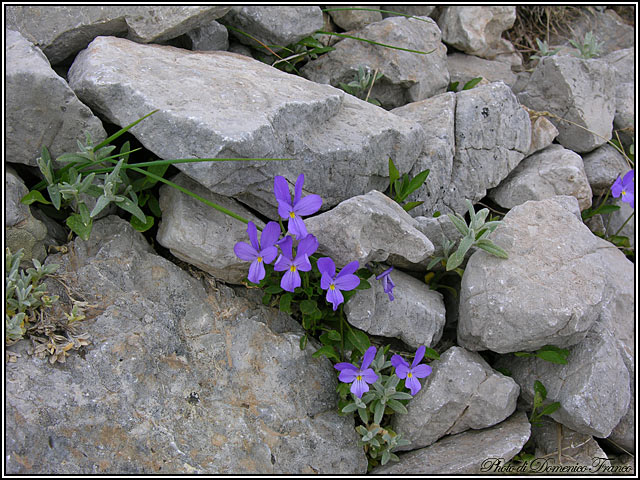 Viola nebrodensis C. Presl / Viola delle Madonie