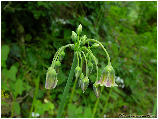 Nectaroscordum siculum / Aglio della Sicilia
