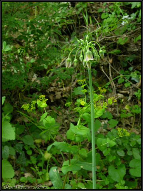 Nectaroscordum siculum / Aglio della Sicilia