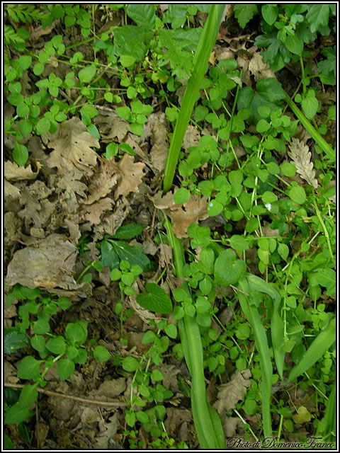 Nectaroscordum siculum / Aglio della Sicilia