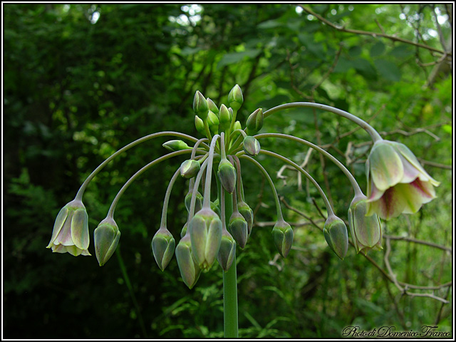 Nectaroscordum siculum / Aglio della Sicilia