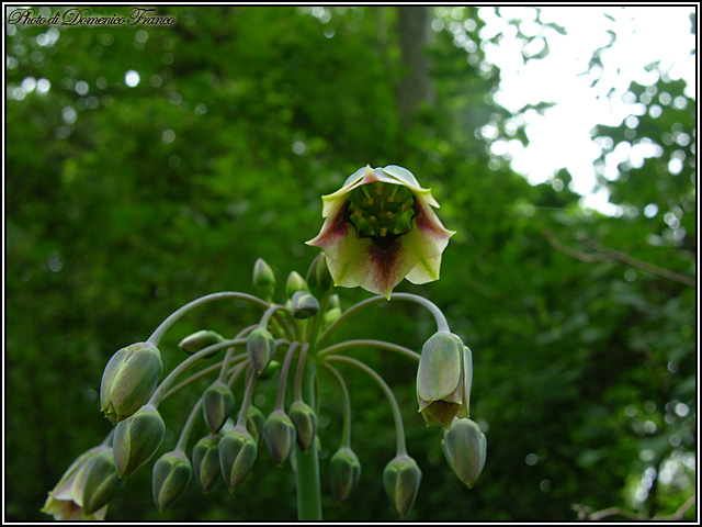 Nectaroscordum siculum / Aglio della Sicilia
