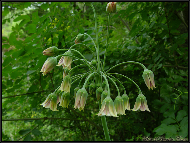 Nectaroscordum siculum / Aglio della Sicilia