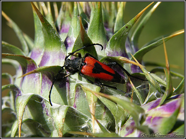 Stictoleptura cordigera