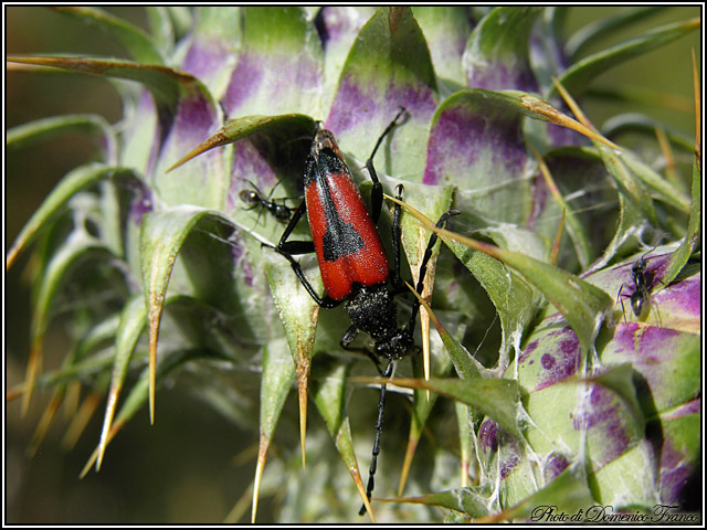 Stictoleptura cordigera