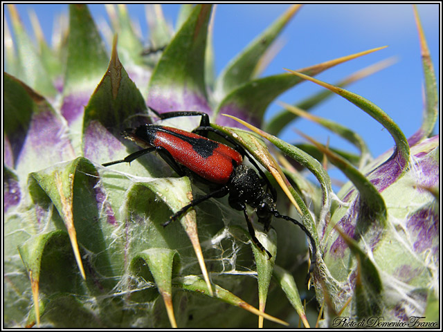 Stictoleptura cordigera