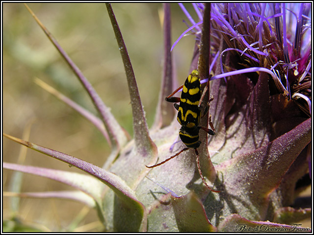 Plagionotus scalaris (Cerambycidae)