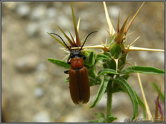 Zonitis immaculata