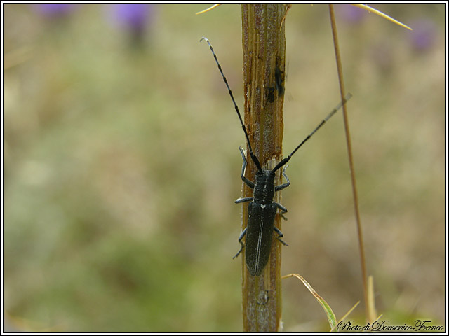 Agapanthia cardui